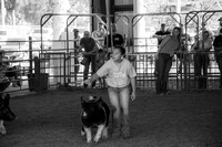 PigShow-14