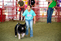 PigShow-12